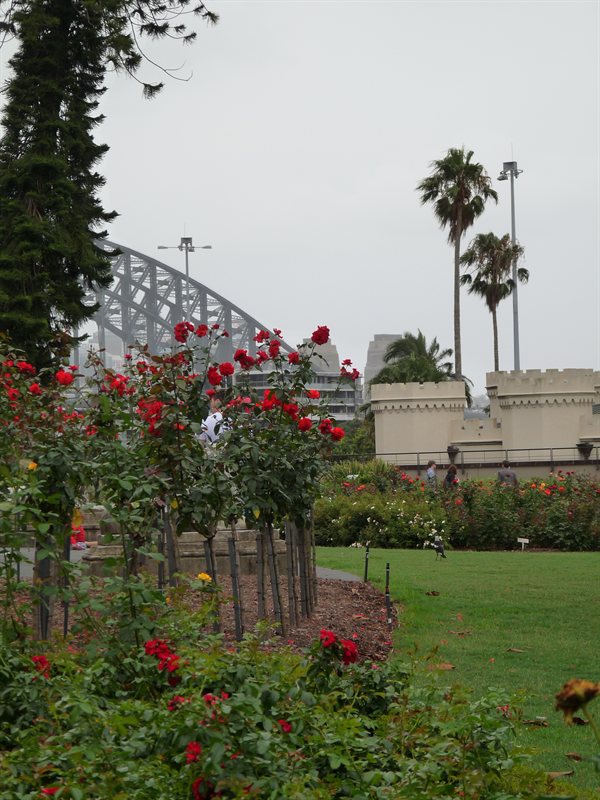 View of the Sydney Harbour Bridge from the Botanic Gardens