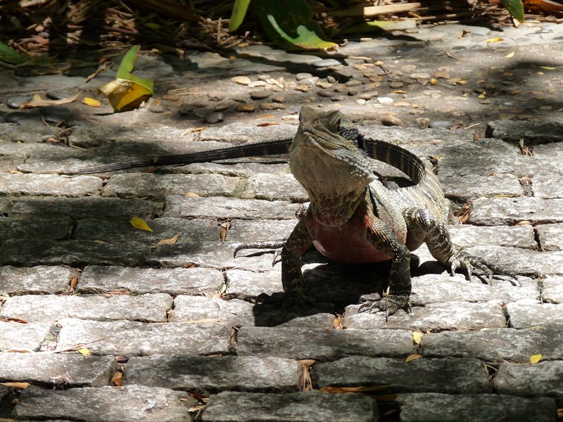 Lizard at the Chinese Gardens