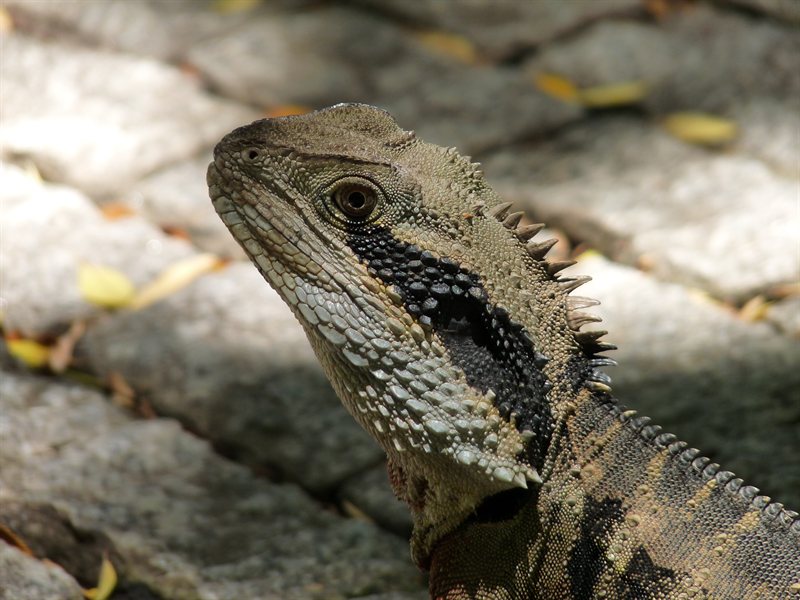 Lizard at the Chinese Gardens