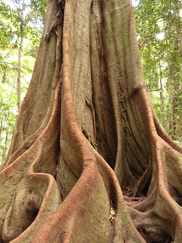 Tree on the Witches Falls walk