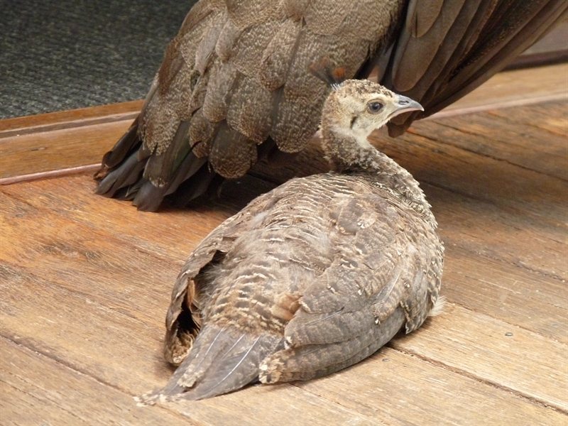 Peacock chick at Mount Tamborine