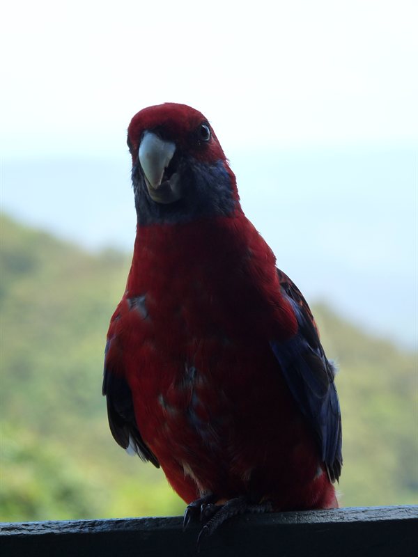 Crimson Rosella