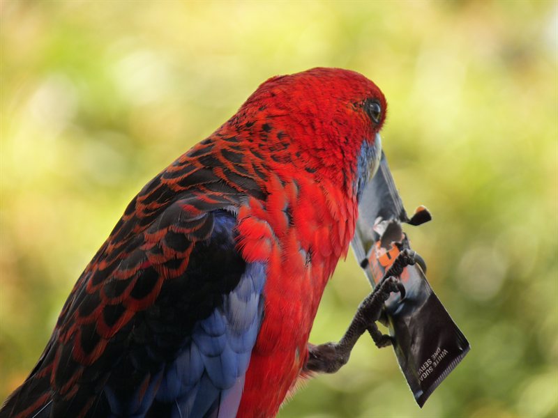 Crimson Rosellas at O'Reillys eating sugar