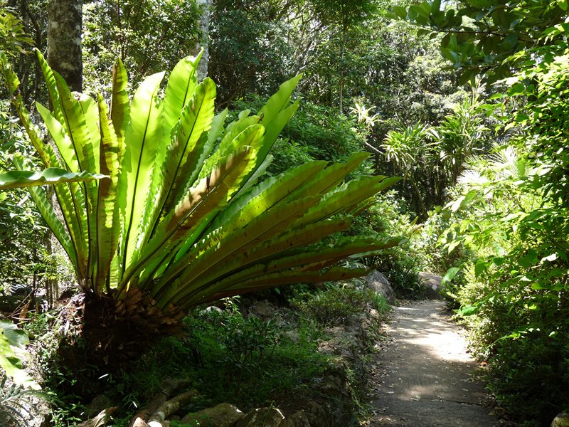 Palms in the Botanical Gardens at O'Reillys
