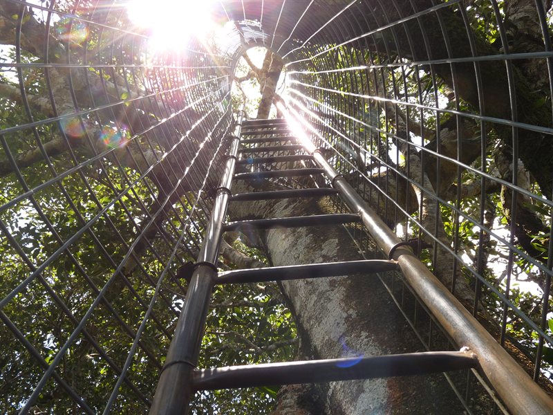 Ladder to the lookout