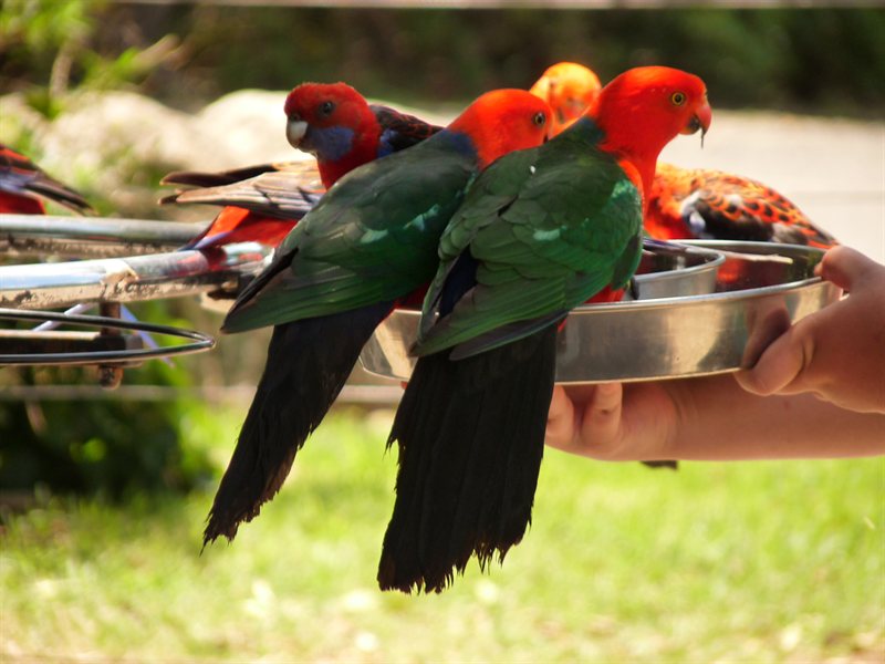 Crimon Rosellas at O'Reillys
