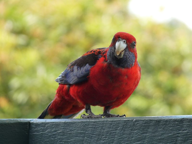 Crimson Rosellas