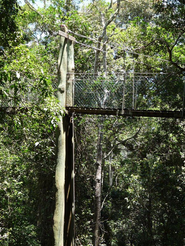 Tree-top walk
