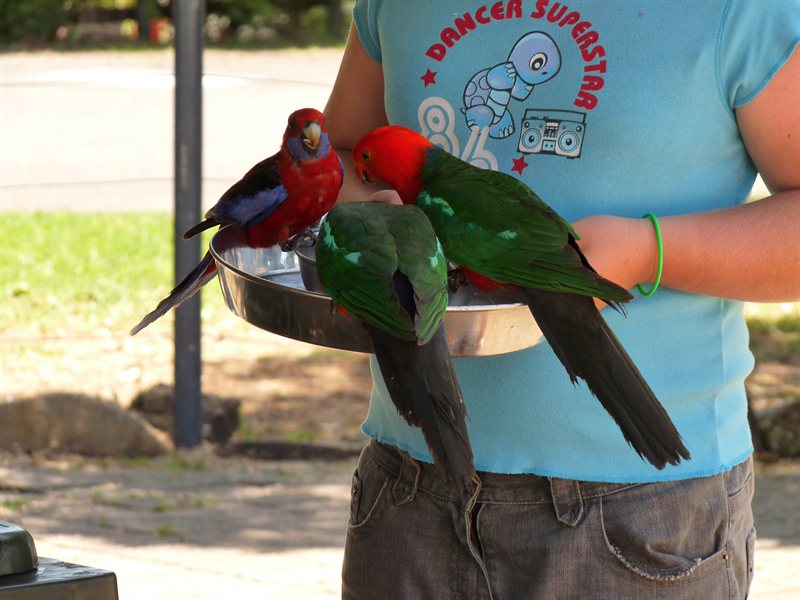 Crimson Rosellas