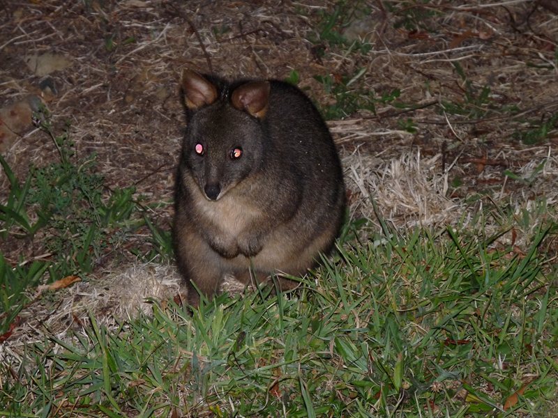 Startled pademelon
