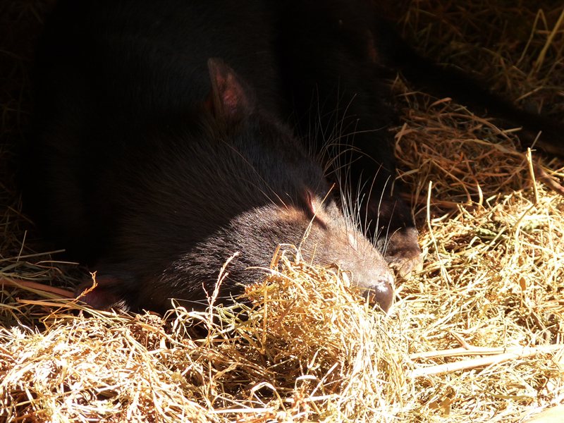 Tired Tasmanian Devil