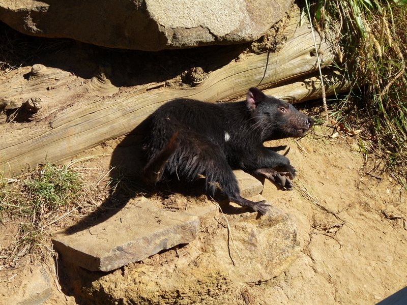 Hot Tasmanian Devil