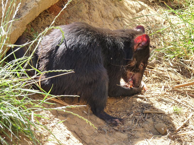 Tasmanian Devil