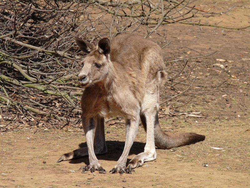 Kangaroo ready to strike!