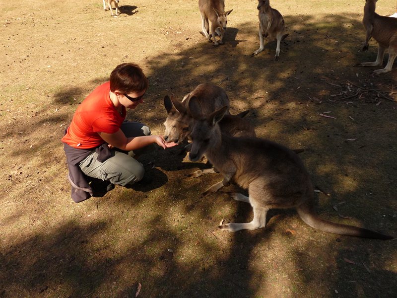 Claire feeding the kangaroos