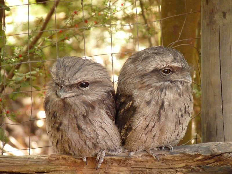 Tawny Frogmouths