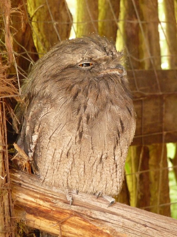 Tawny Frogmouth