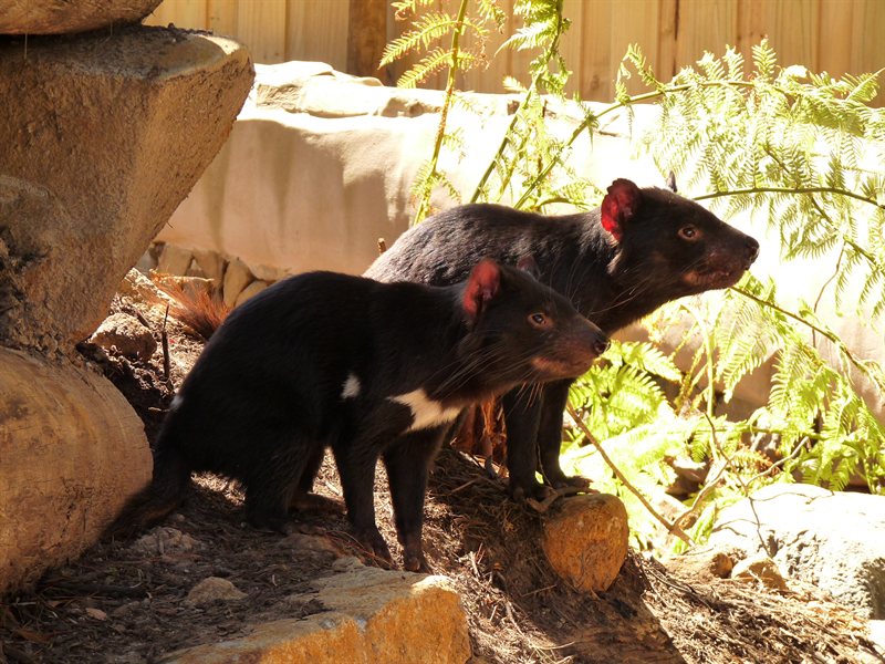 Tasmanian Devils