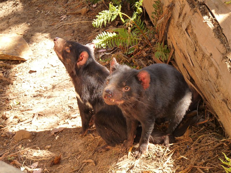 Tasmanian Devils