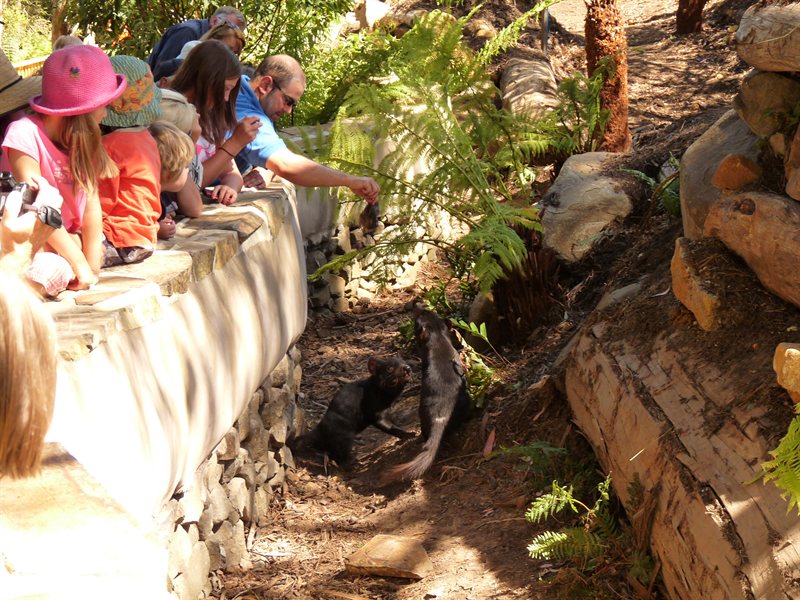 Feeding the Tasmanian Devils