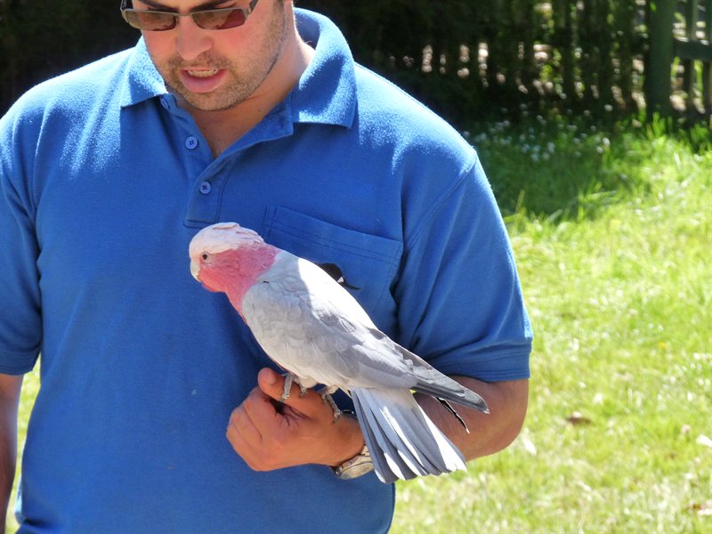 Galah