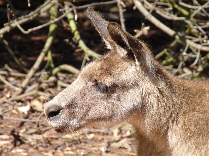 Sad-looking kangaroo