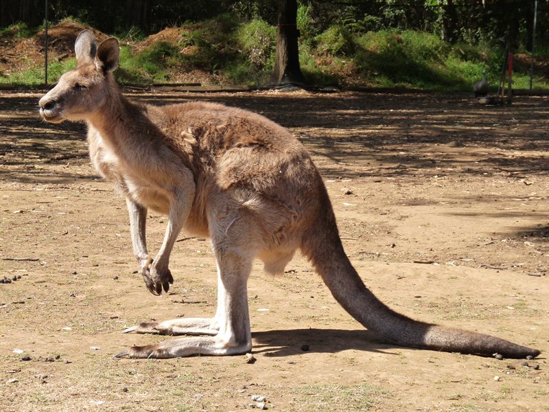 Kangaroo!