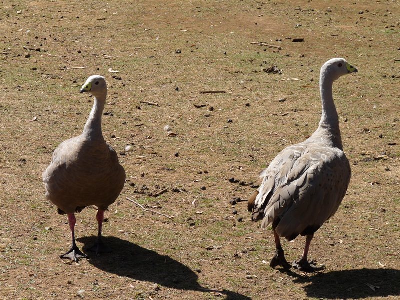 Geese in the kangaroo pen