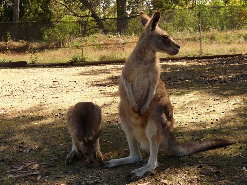Kangaroos!