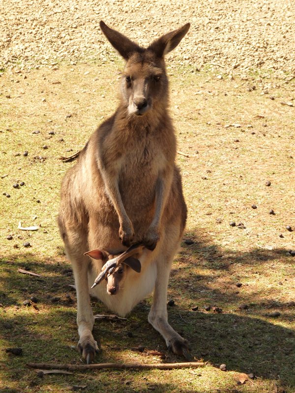 Wallaby with a Joey