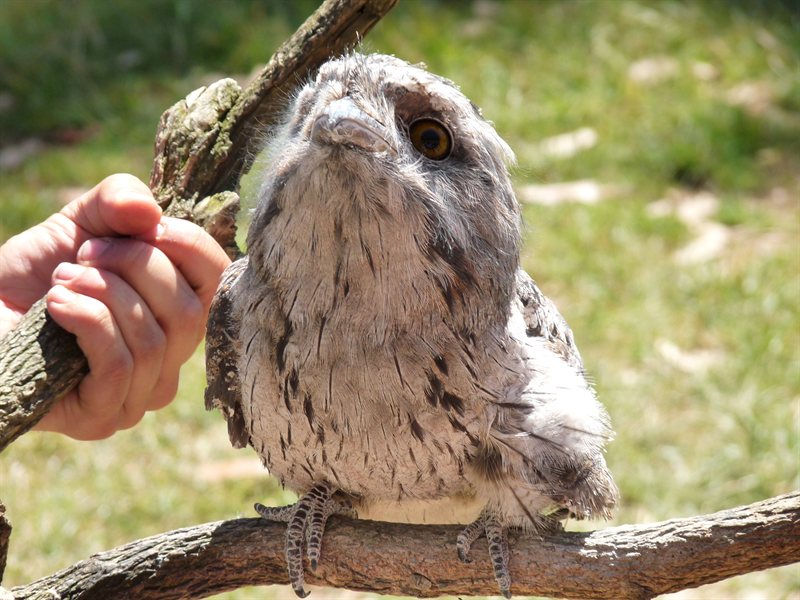 Tawny Frogmouth