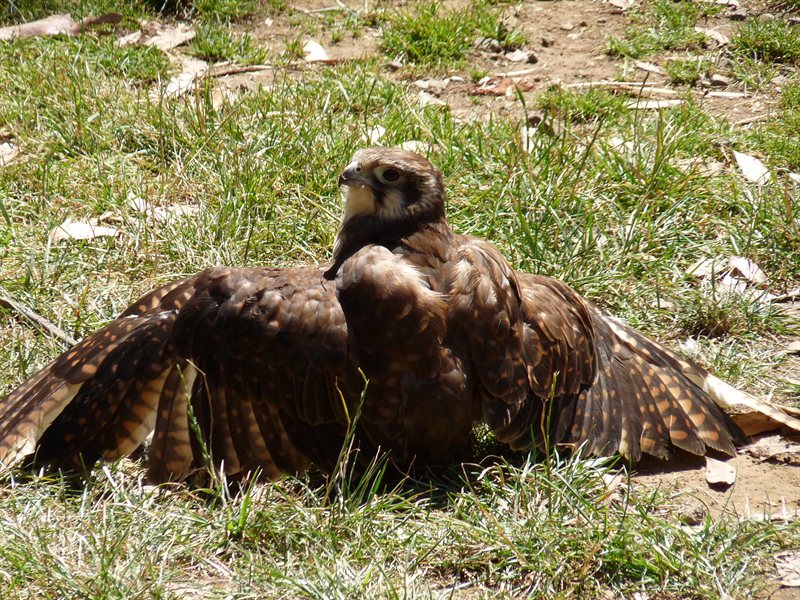 Brown falcon