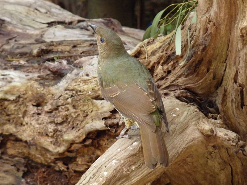 Female Satin Bowerbird in the Forest Gallery at Melbourne Museum