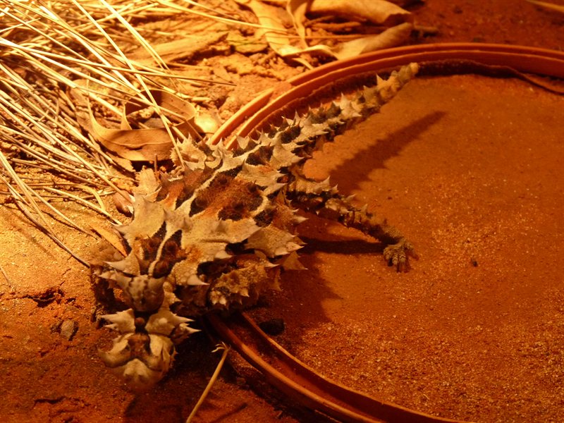Thorny Devil at Melbourne Museum