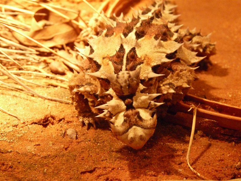 Thorny Devil at Melbourne Museum