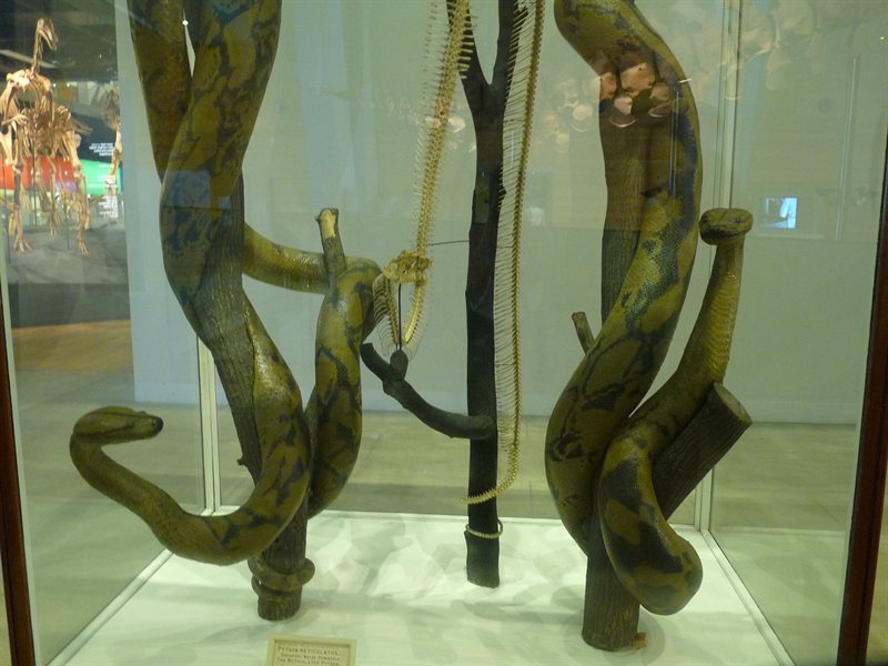 12 metre long pythons at the Melbourne Museum