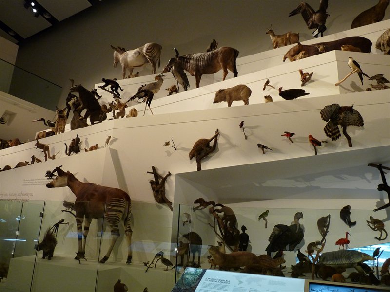 Wild exhibition at the Melbourne Museum