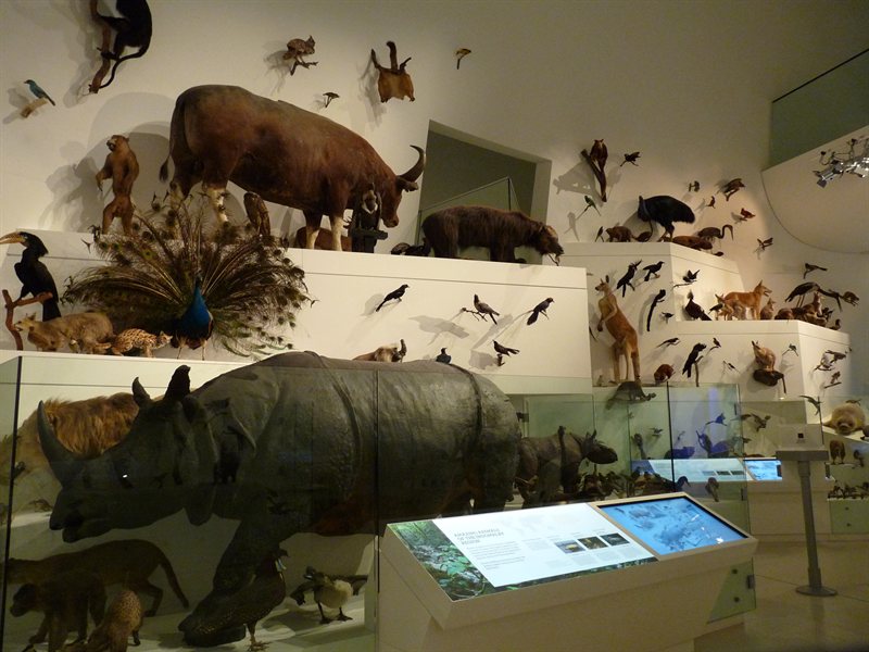 Wild exhibition at the Melbourne Museum