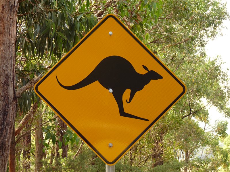 Kangaroos!