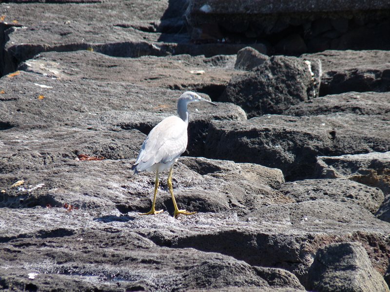 Swamp Wallaby on Griffiths Island,at Port Fairy