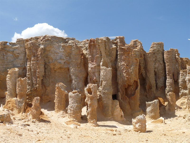 Petrified forest at Cape Bridgewater