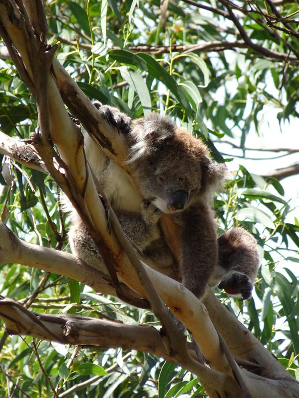 Koala