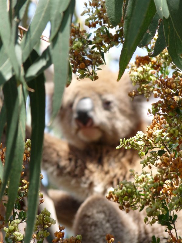 Koala