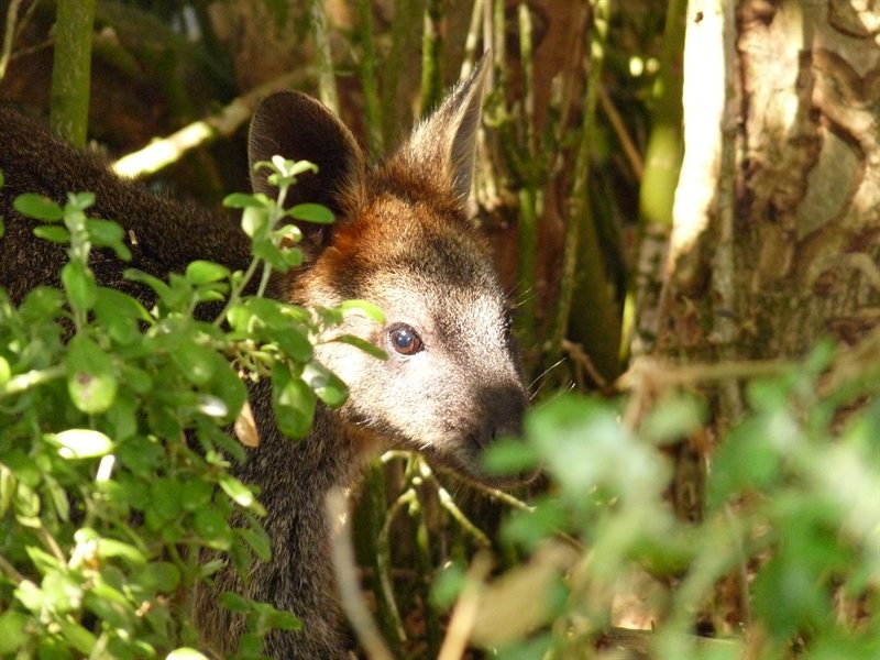 Swamp Wallaby on Griffiths Island, Port Fairy