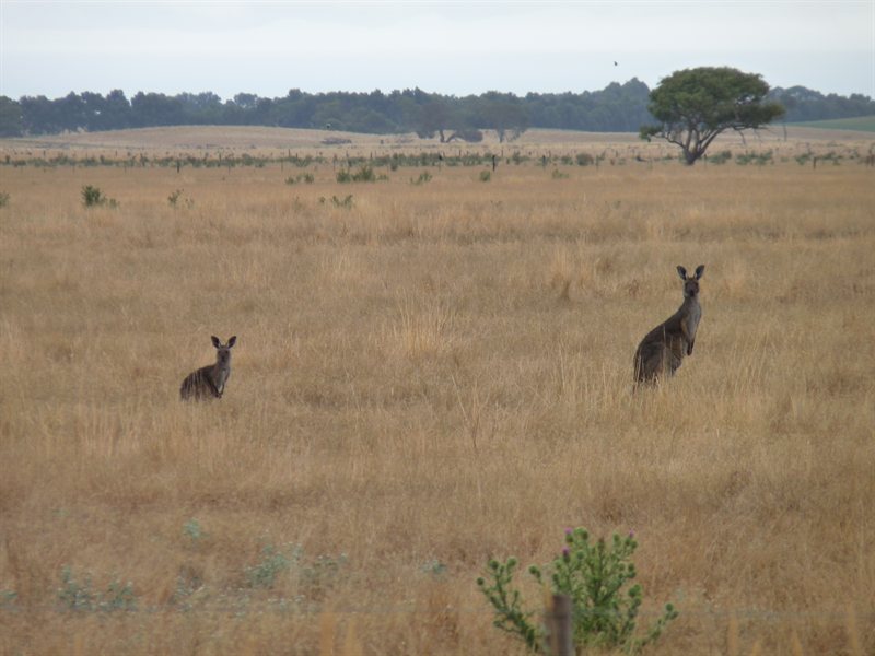 Kangaroos checking us out on the road to Adelaide