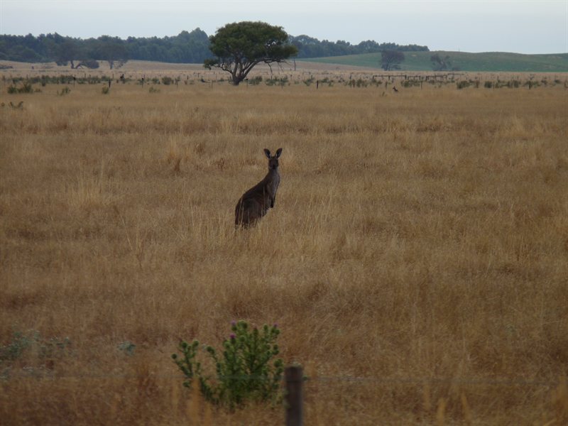 Kangaroos checking us out on the road to Adelaide