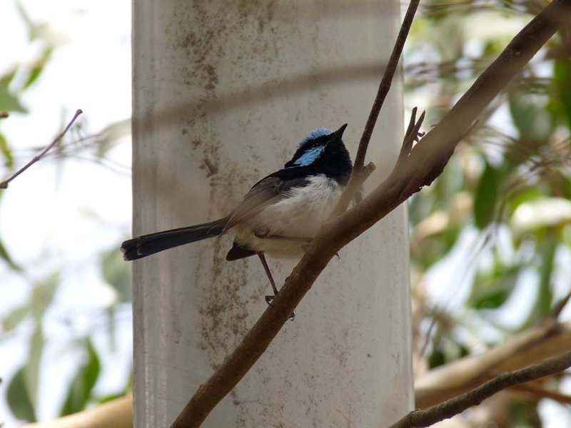 Fairy wren at Mount Lofty