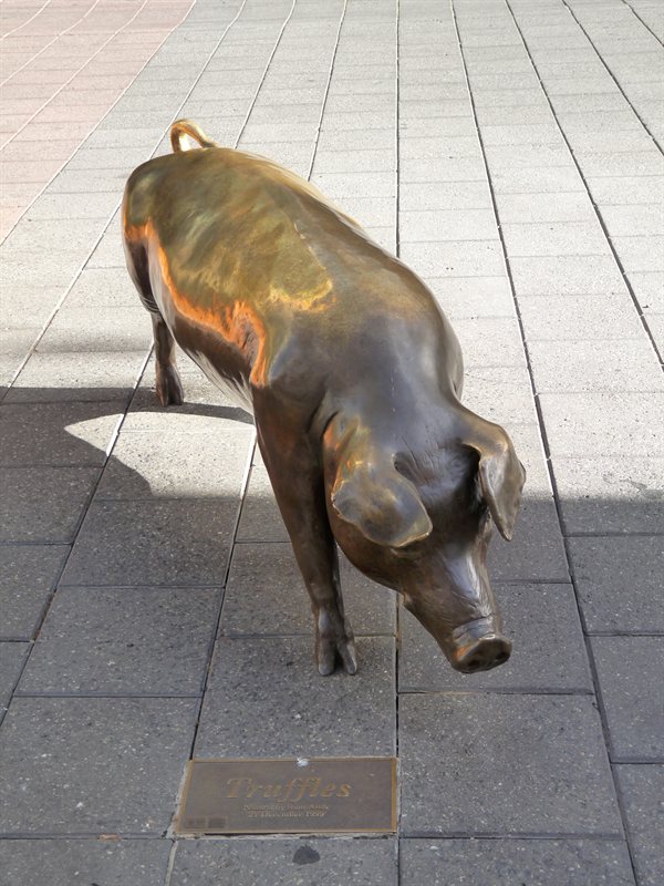 Truffles the pig