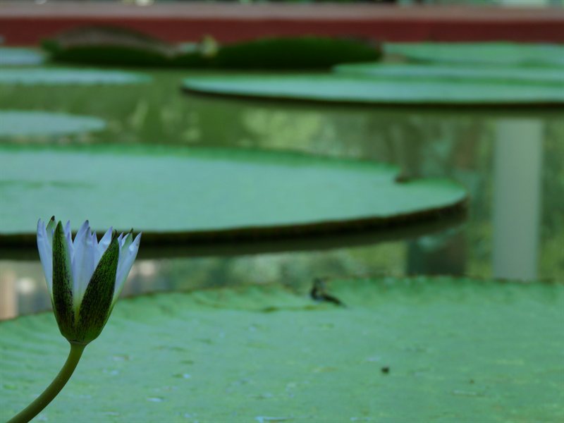 Adelaide Botanic Gardens