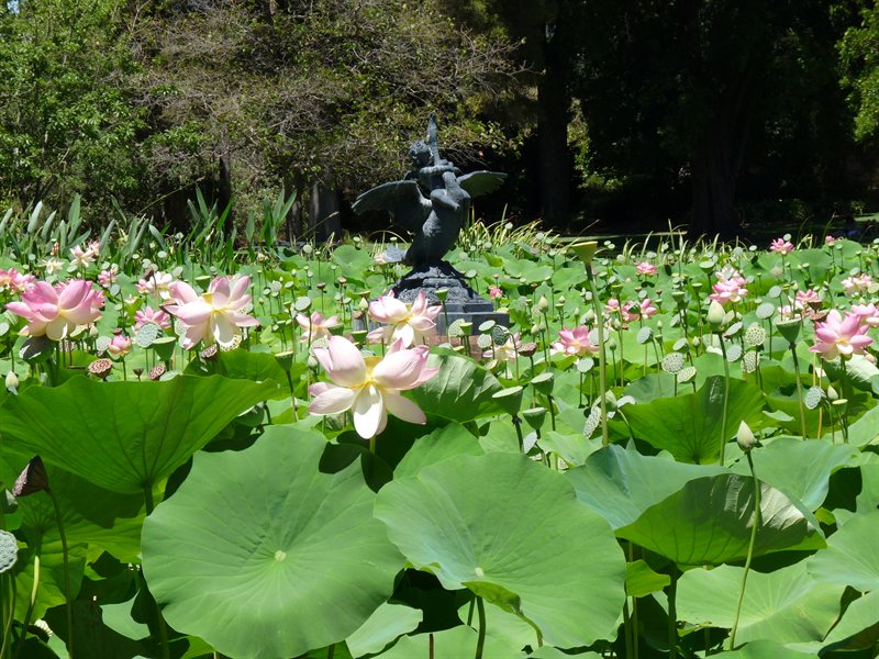 Adelaide Botanic Gardens